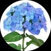 bluehydrangea35